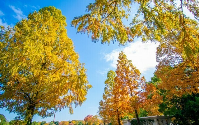 昭和記念公園 前撮り